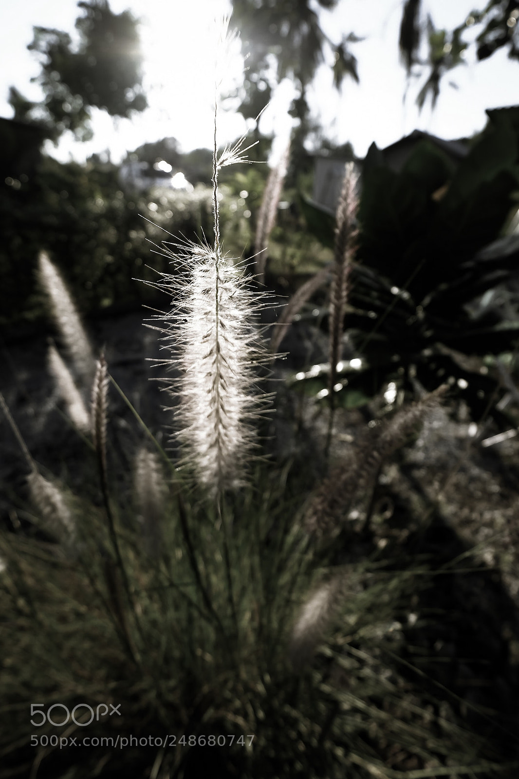 Fujifilm X-T2 sample photo. Grass flower photography