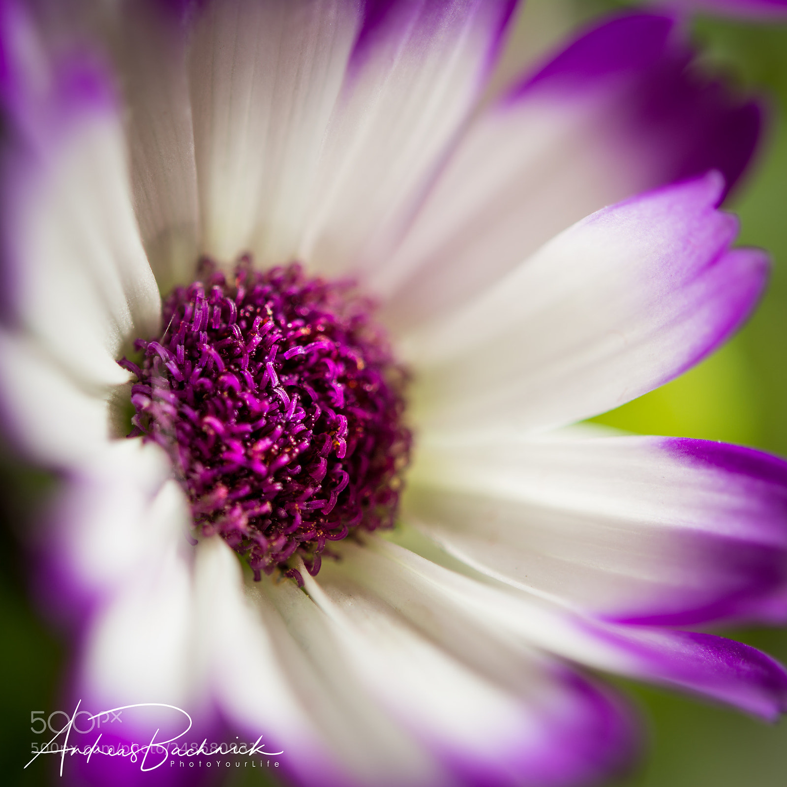 Nikon D5200 sample photo. Keep on shining photography