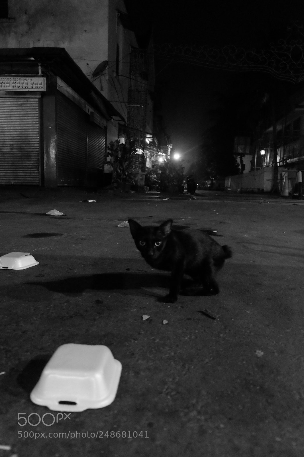 Fujifilm X-T10 sample photo. Cat photography