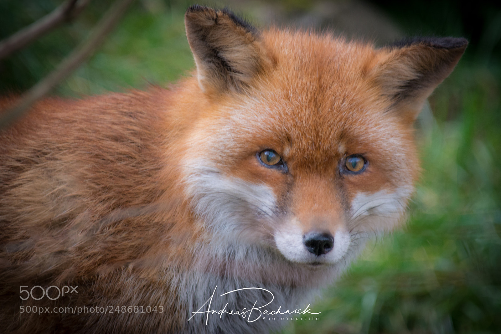 Nikon D5200 sample photo. Fox portrait photography