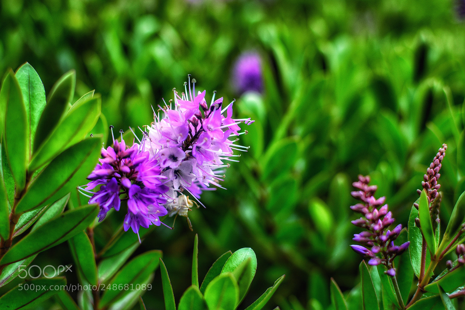 Nikon D5200 sample photo. Purple photography