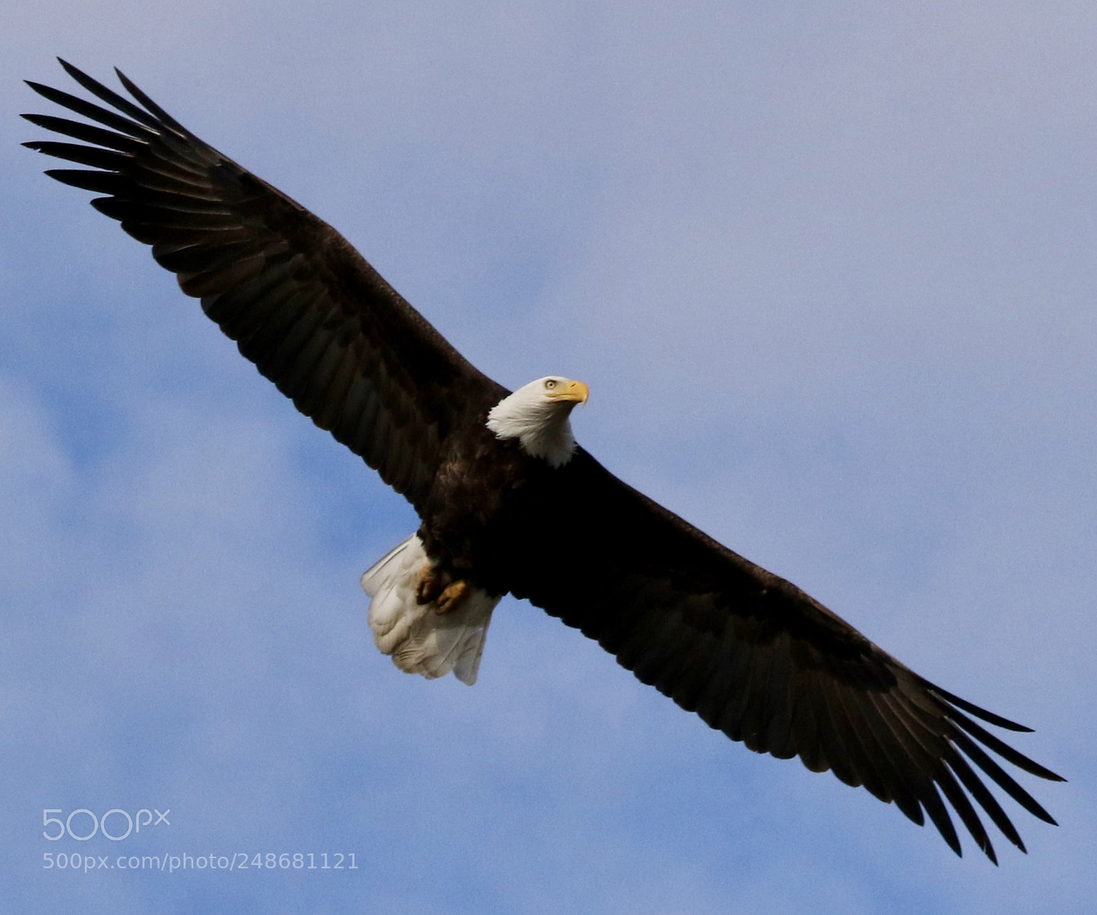 Canon EOS 7D Mark II sample photo. Bald  eagle photography