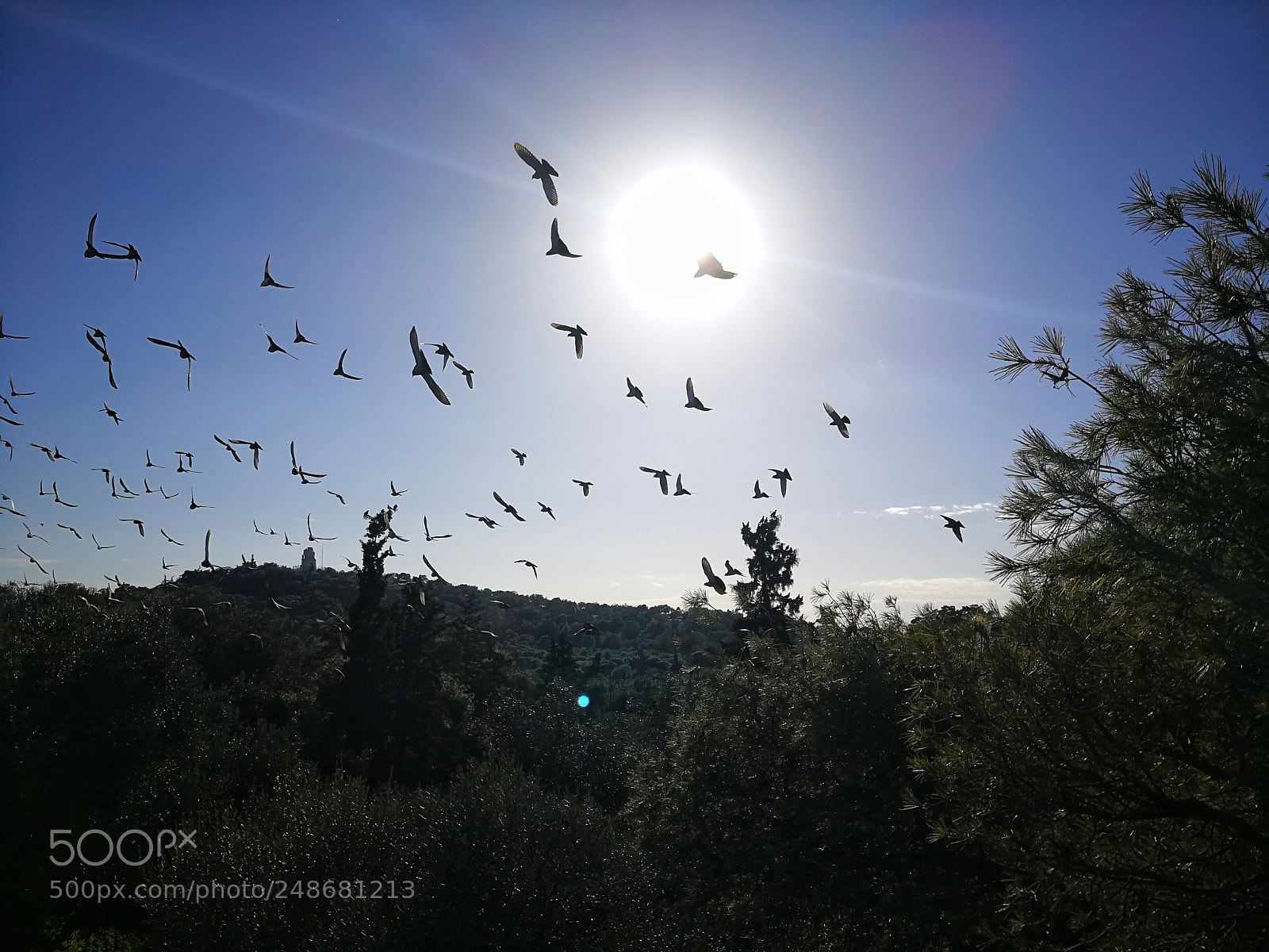 HUAWEI P10 sample photo. Birds. acropolis. photography
