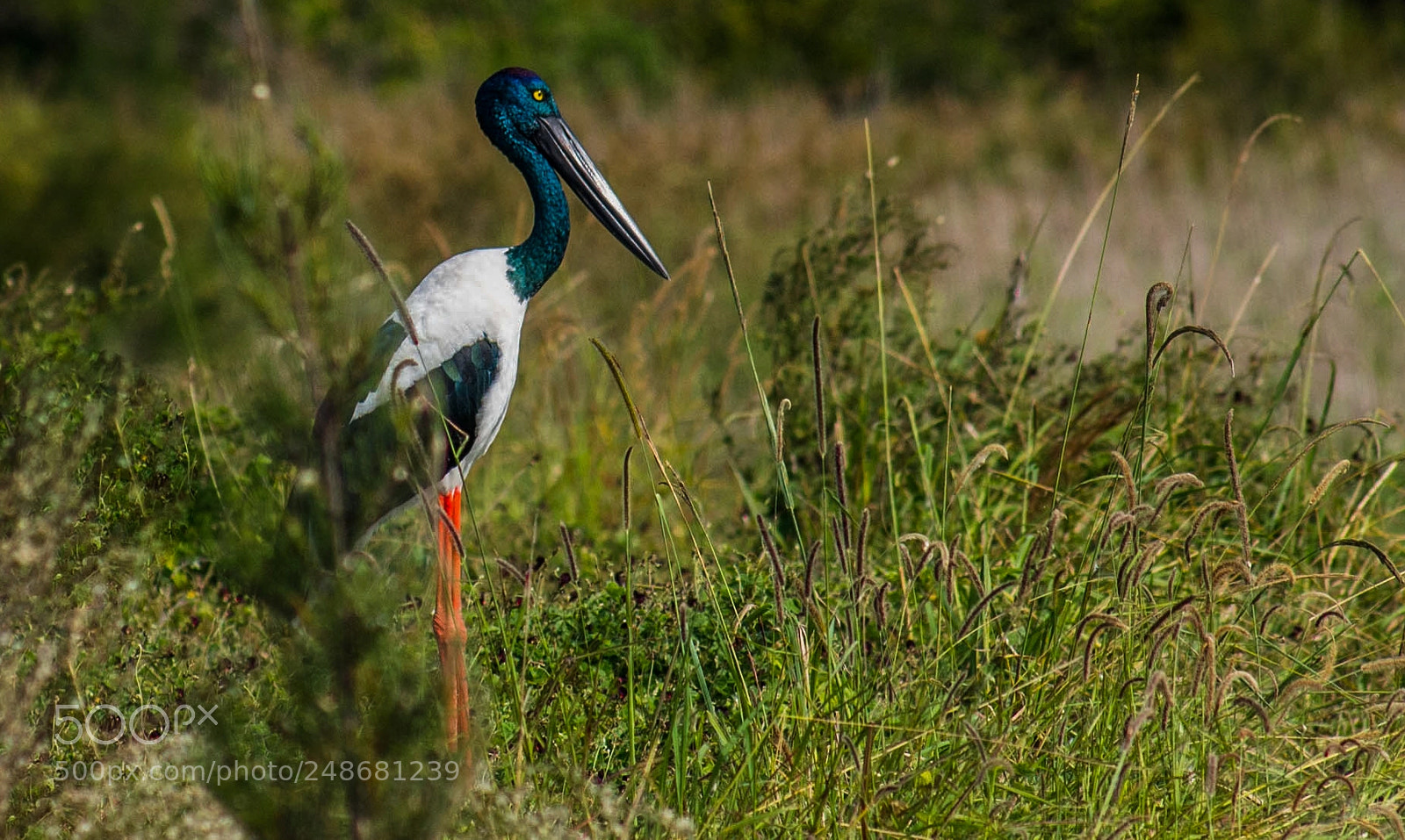 Nikon D610 sample photo. Jabiru photography