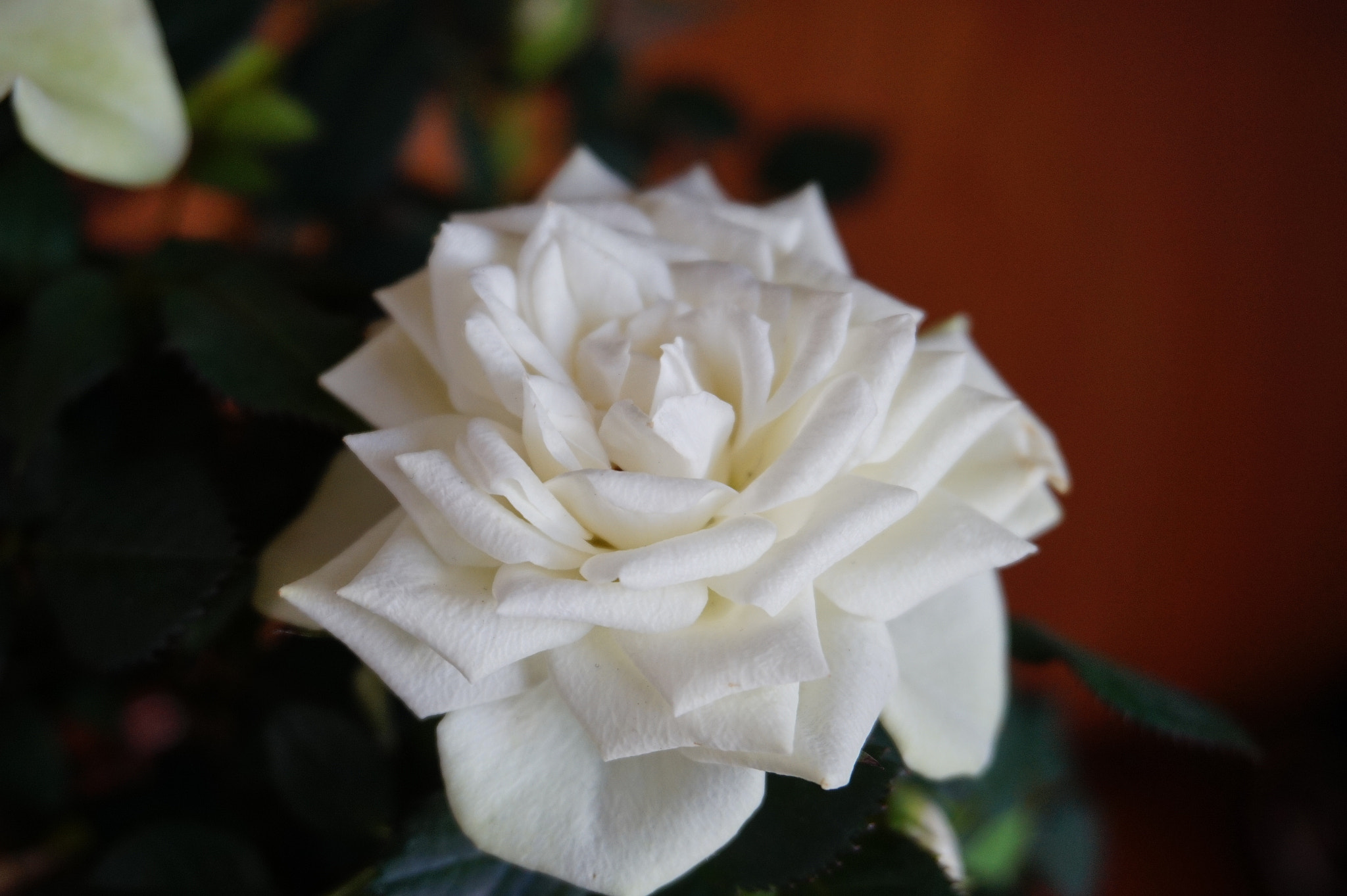Sony E 18-50mm F4-5.6 sample photo. Dsc photography