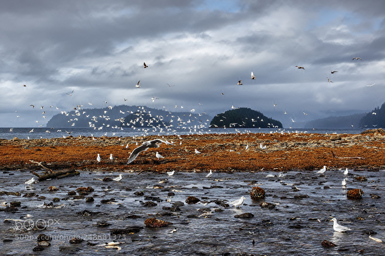 Canon EOS 5D Mark II sample photo. Flock of seagulls photography