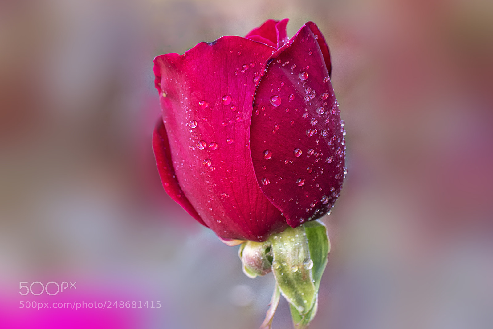Canon EOS 7D Mark II sample photo. Red rose after rain photography
