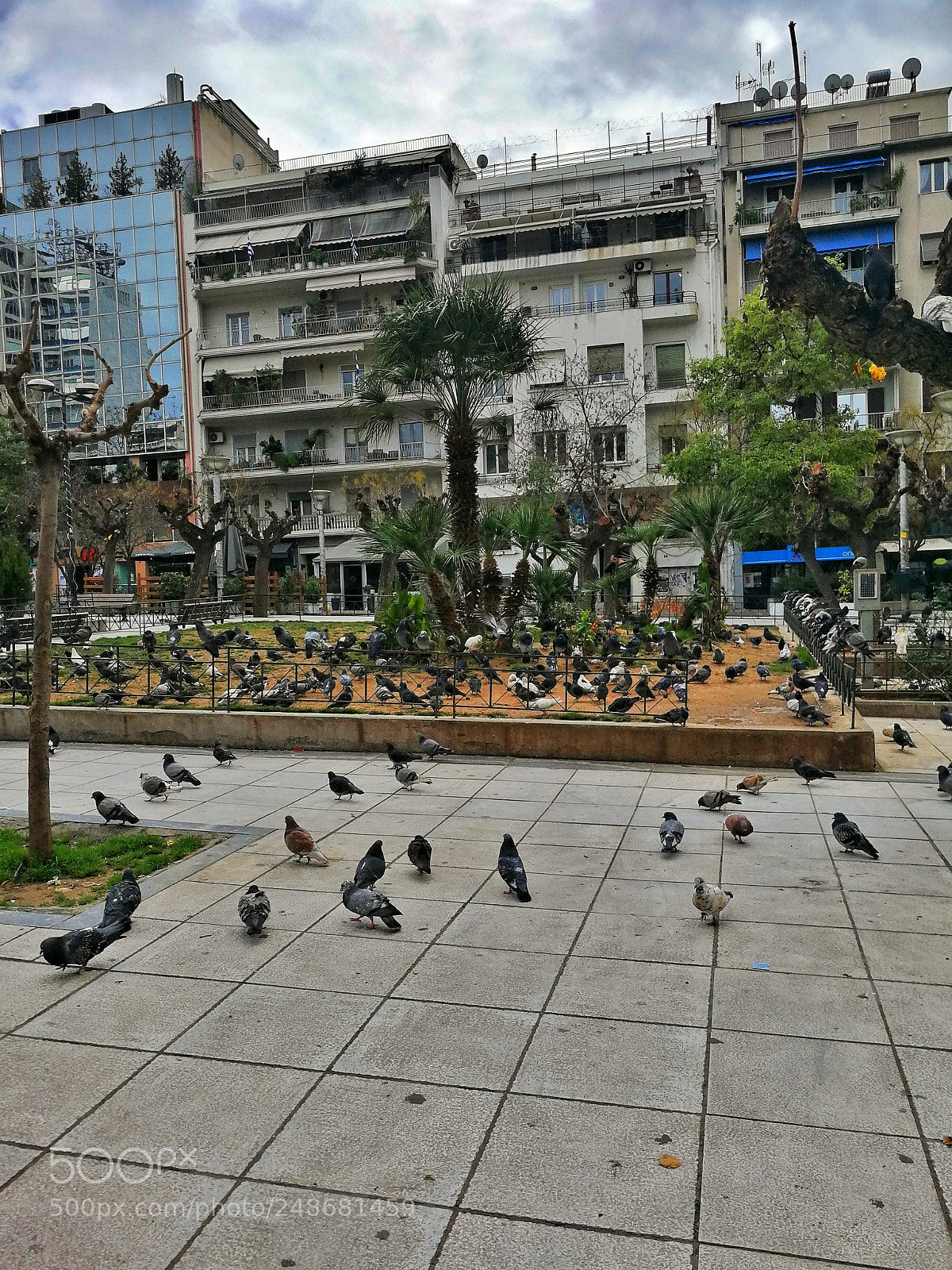 HUAWEI P10 sample photo. More birds. athens city photography