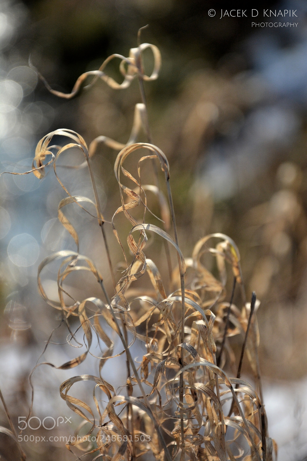 Nikon D7100 sample photo. G photography