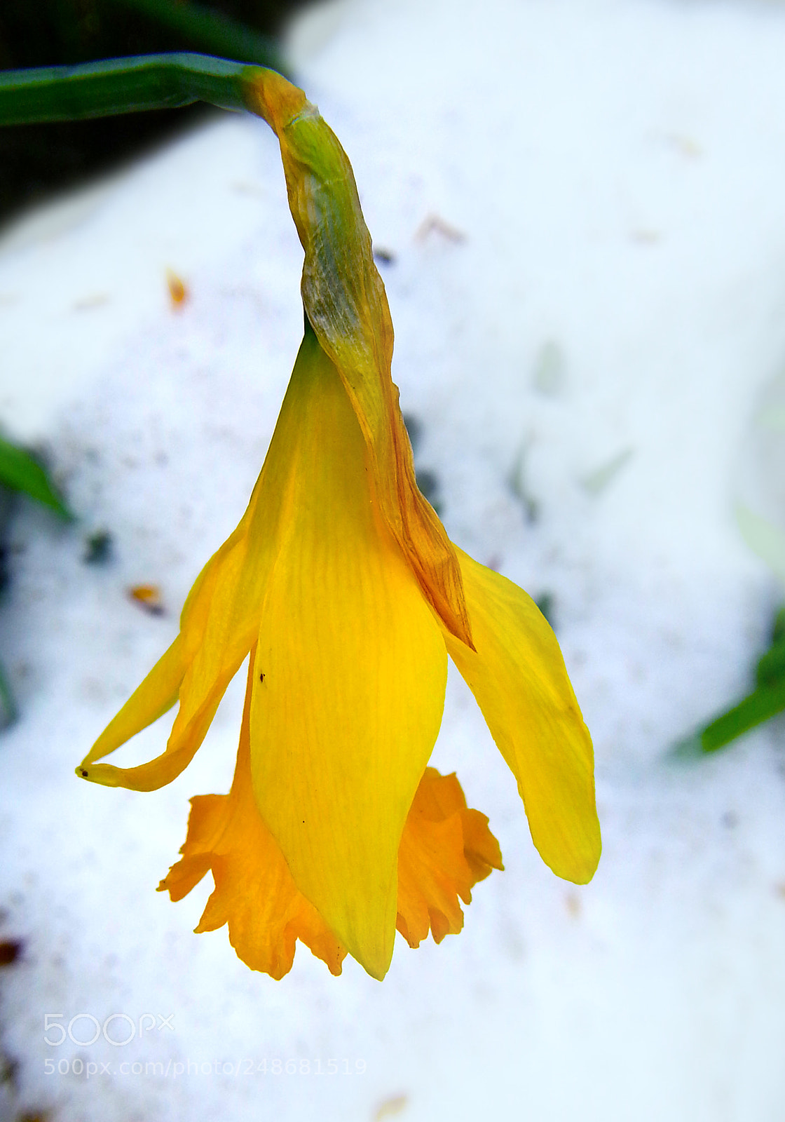Samsung Galaxy Note2 sample photo. Flower photography