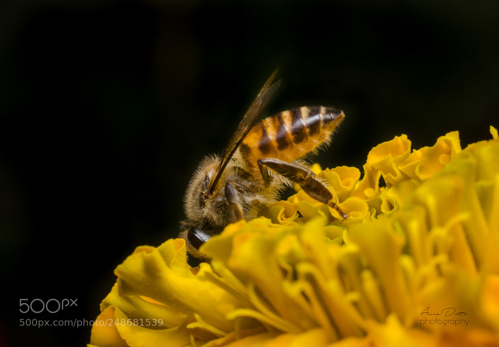 Nikon D5100 sample photo. The hard worker photography