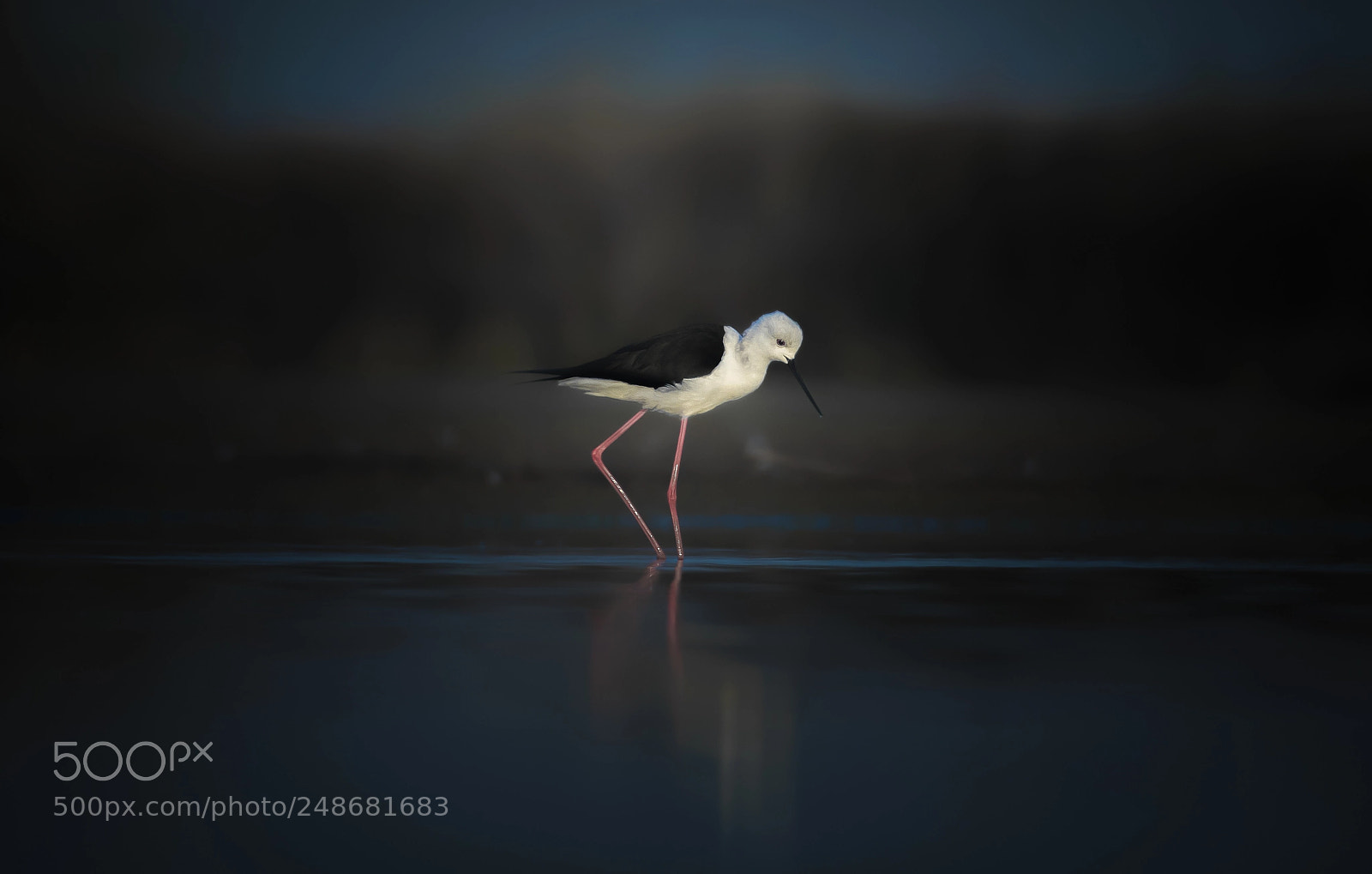 Nikon D500 sample photo. Black winged stilt photography