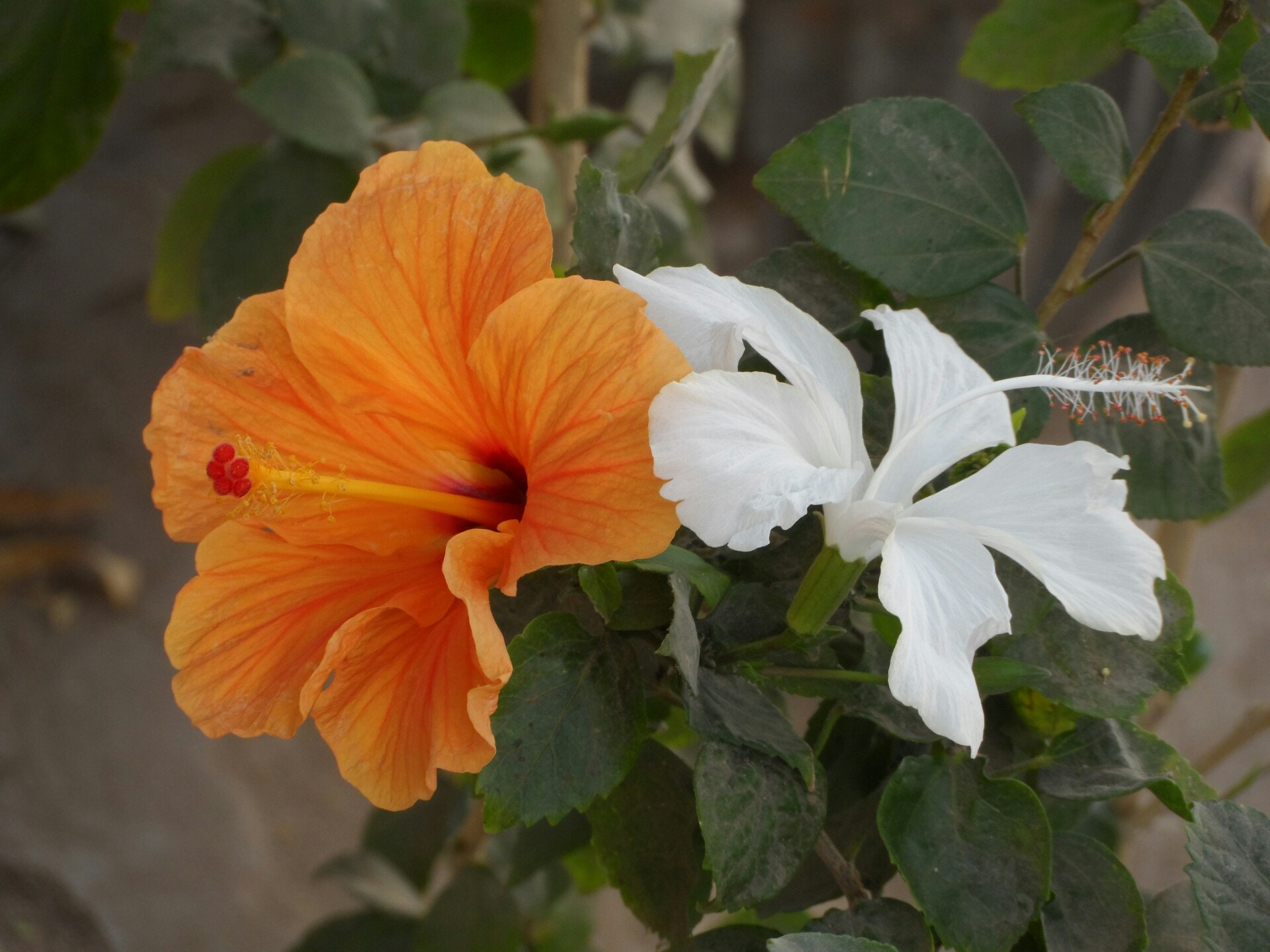 Samsung WB150 / WB150F / WB152 / WB152F / WB151 / WB151F / WB140 sample photo. Hibiscus flowers in two colors photography