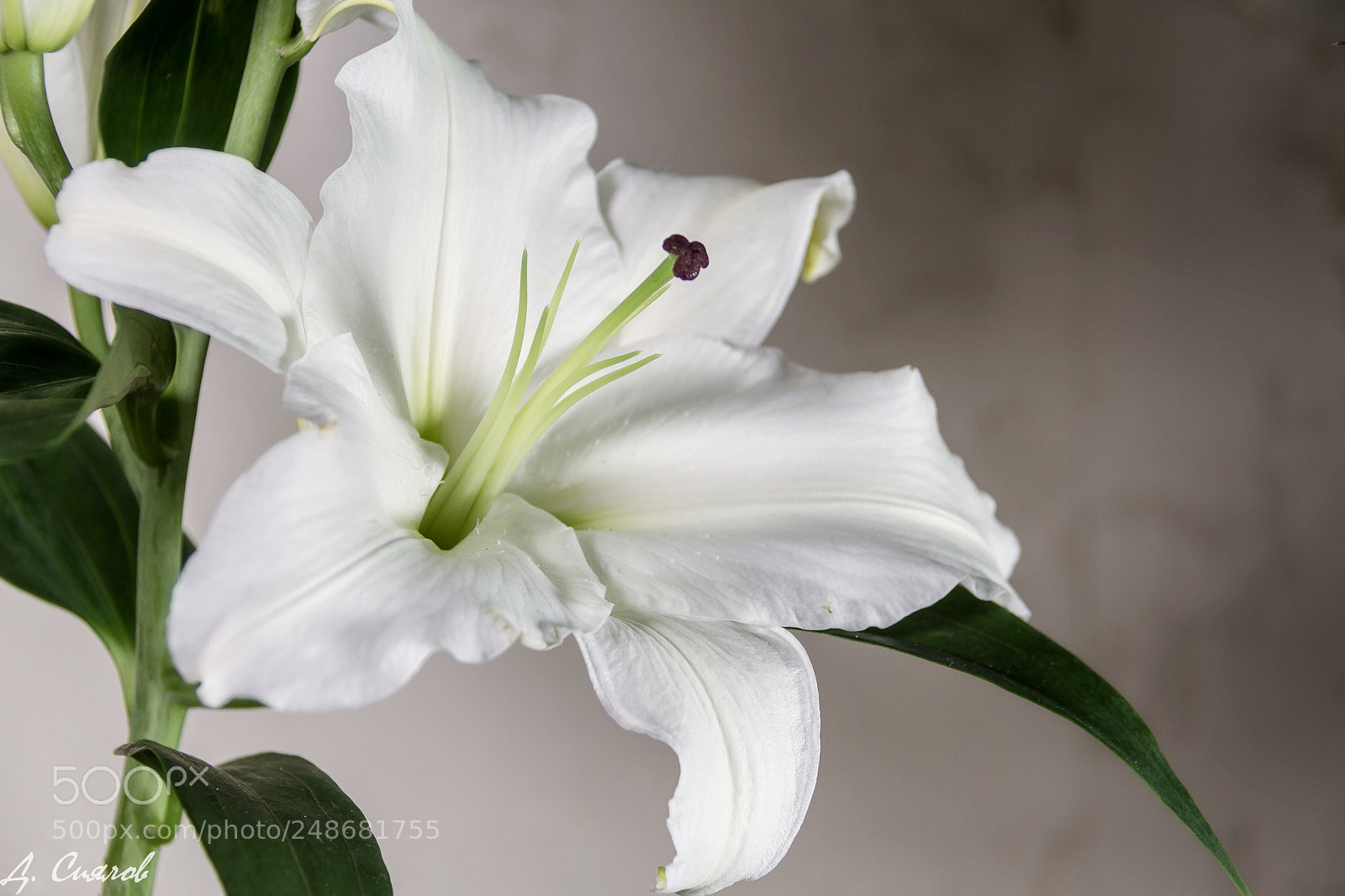 Canon EOS 7D sample photo. Lilly photography