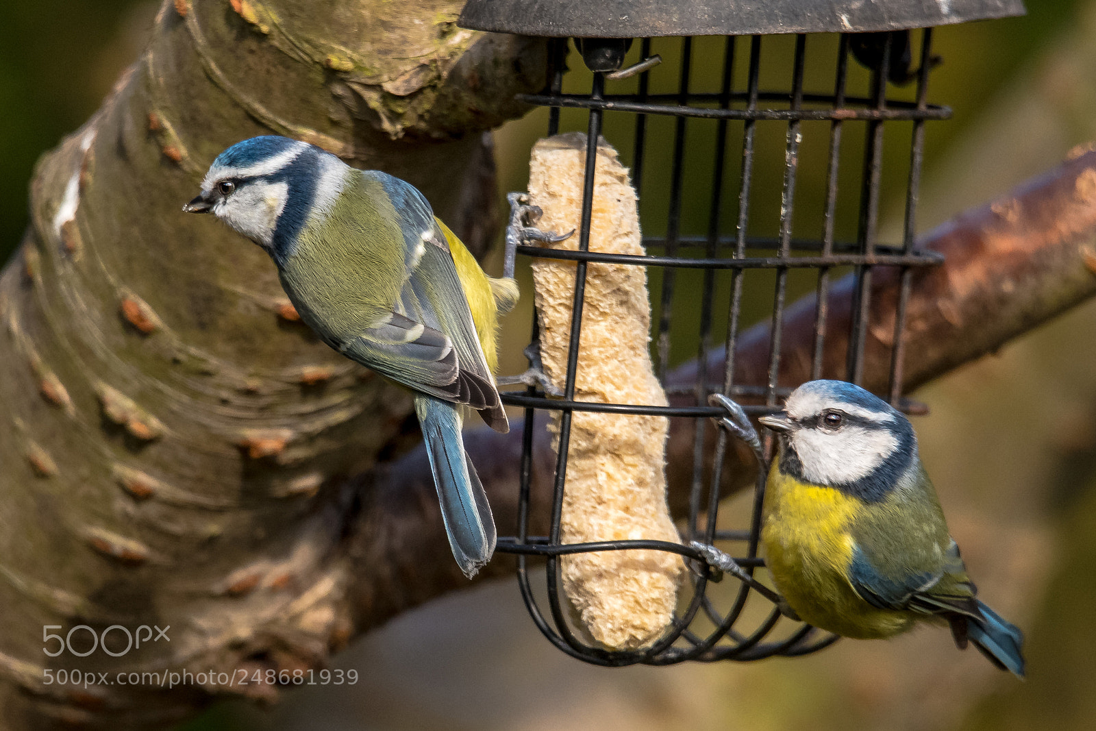 Nikon D850 sample photo. Breakfast for two photography