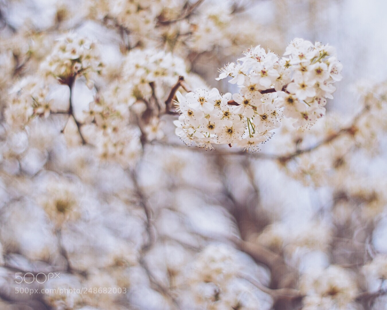 Nikon D5500 sample photo. I got so excited photography