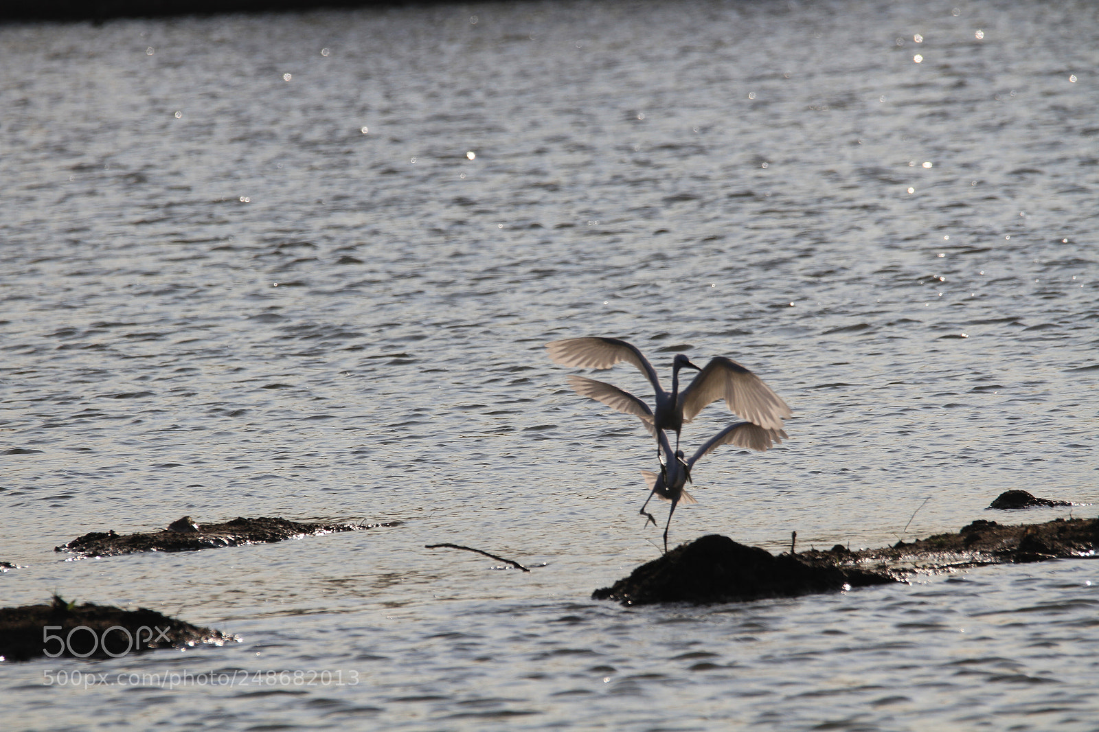 Canon EOS 7D sample photo. Egrets 白鹭 photography