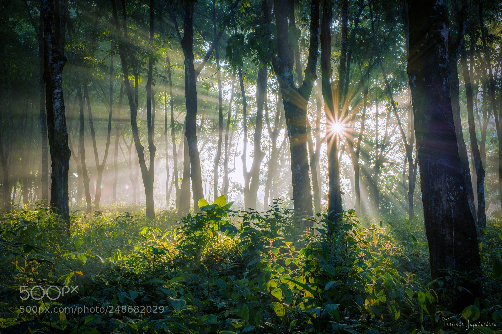 Nikon D7200 sample photo. Rise photography