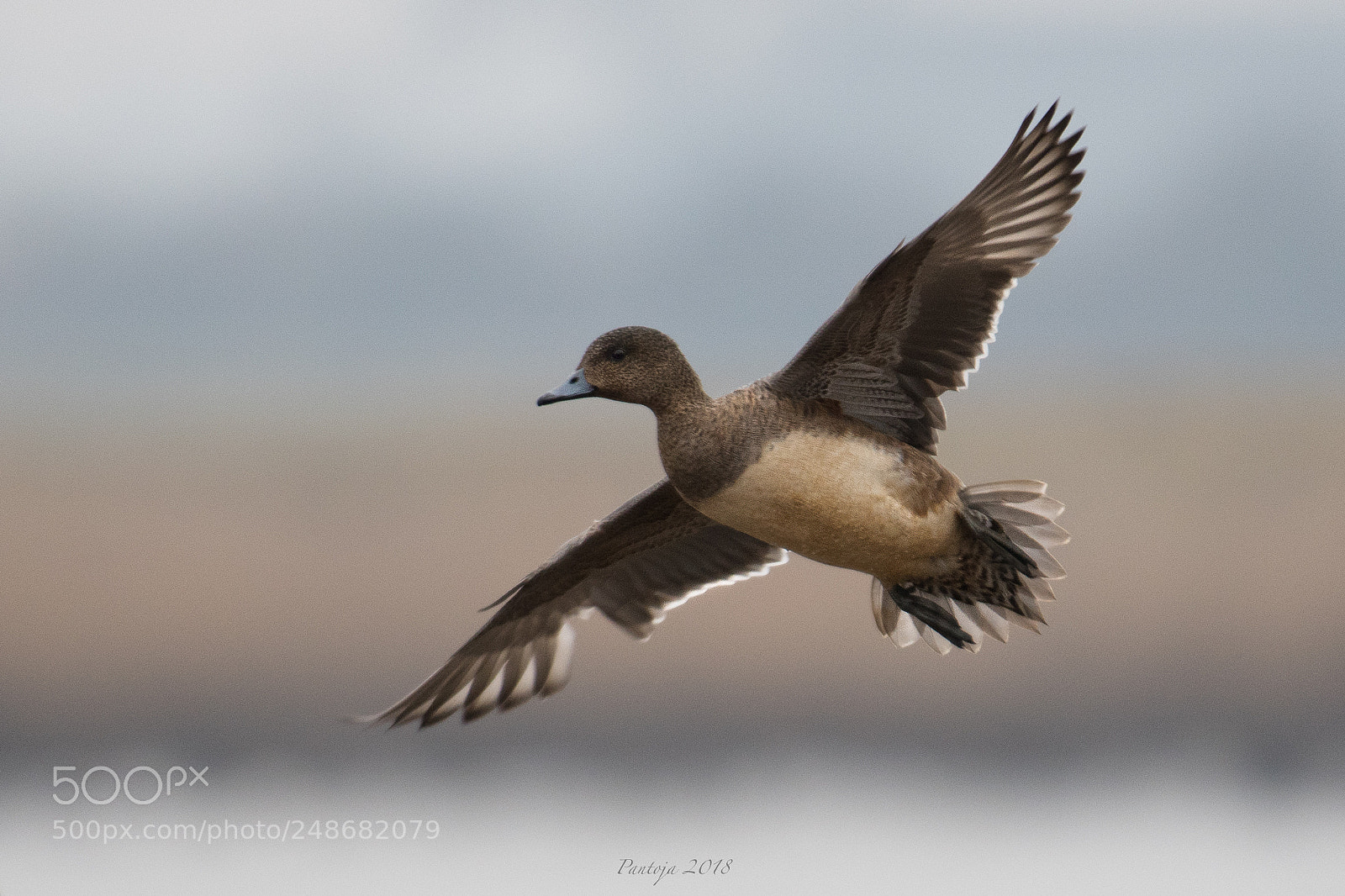 Nikon D500 sample photo. Flying by photography