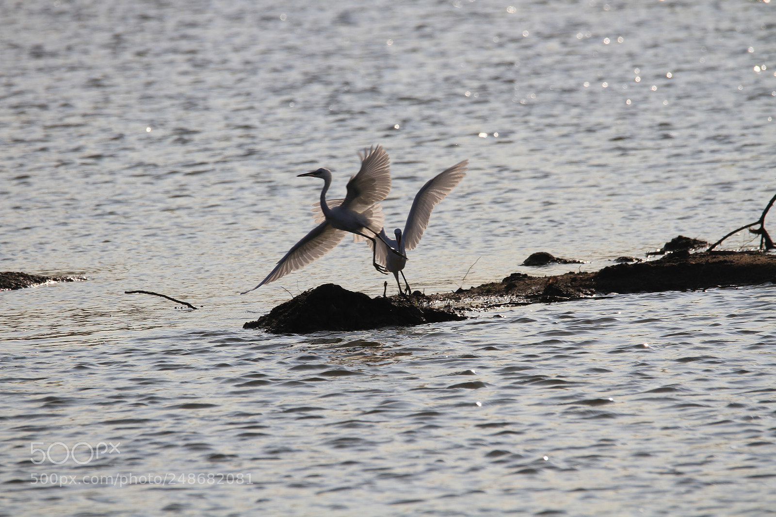 Canon EOS 7D sample photo. Egrets 白鹭 photography