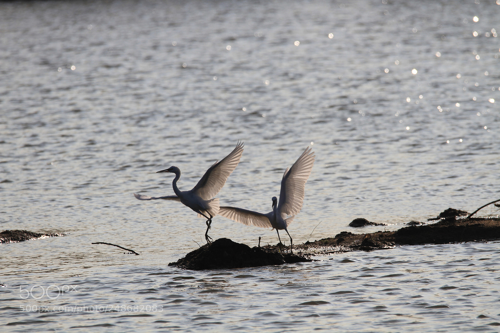 Canon EOS 7D sample photo. Egrets 白鹭 photography