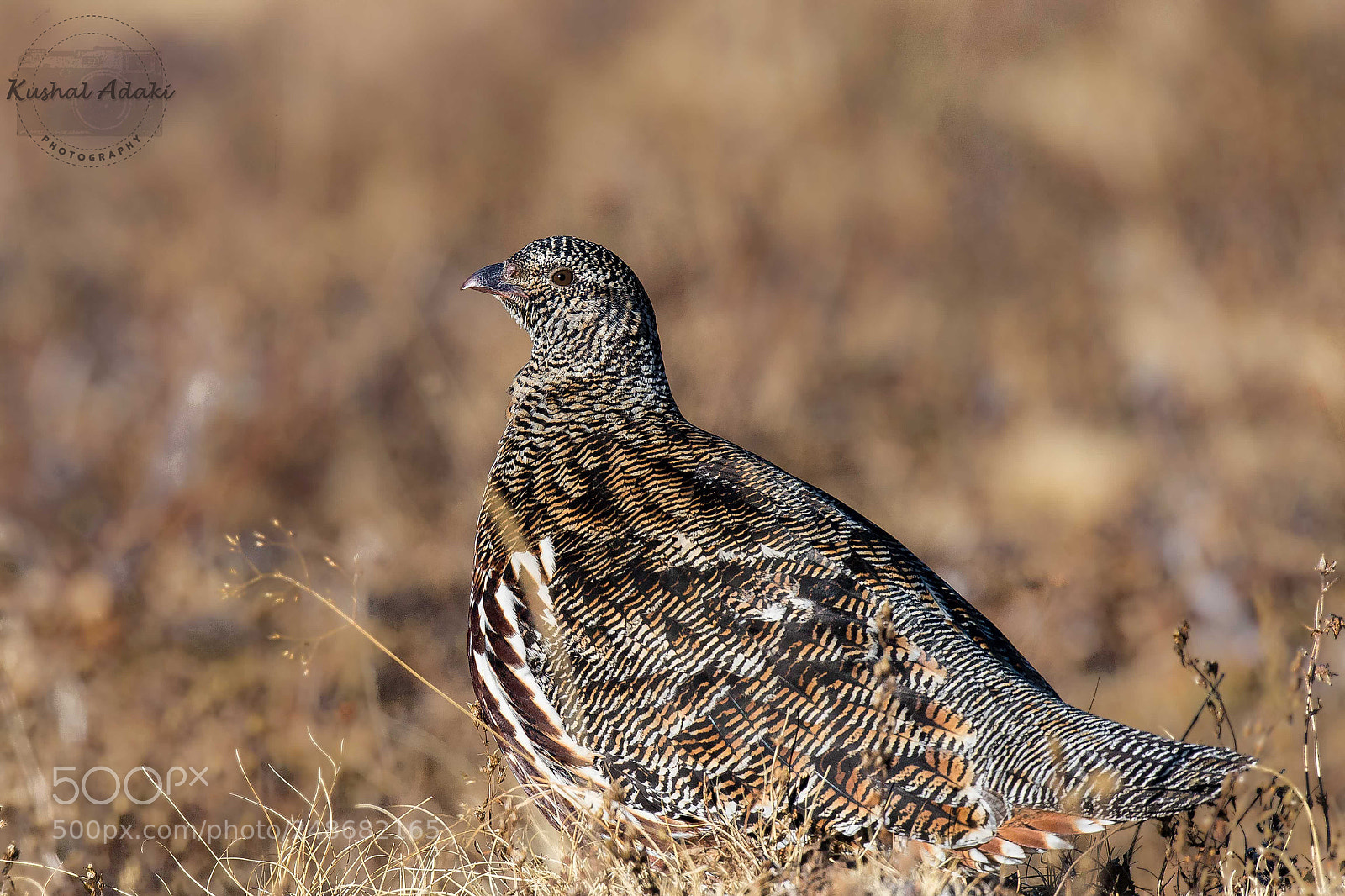 Nikon D500 sample photo. Snow partridge (female) photography