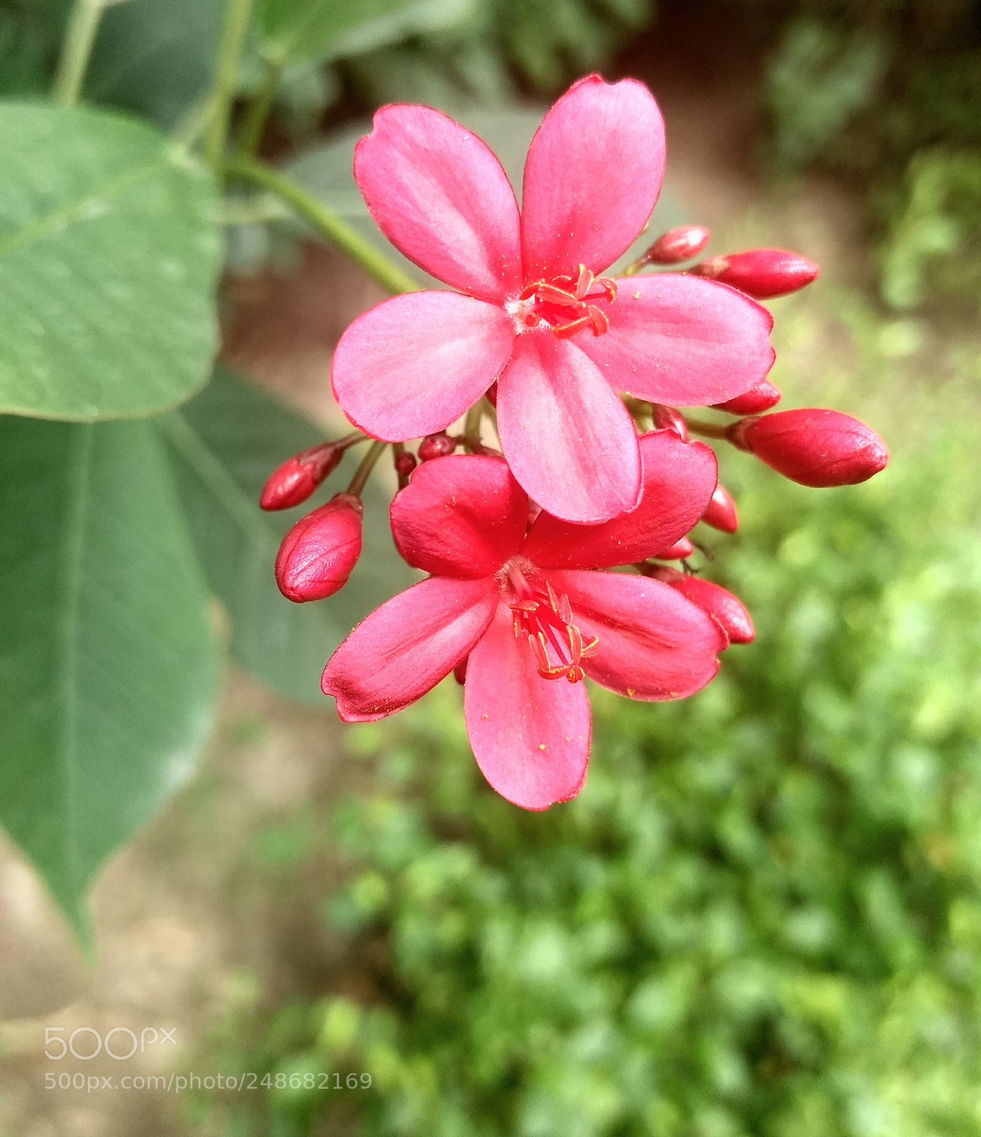 Motorola Moto G (4) sample photo. Happy flower☺️ photography