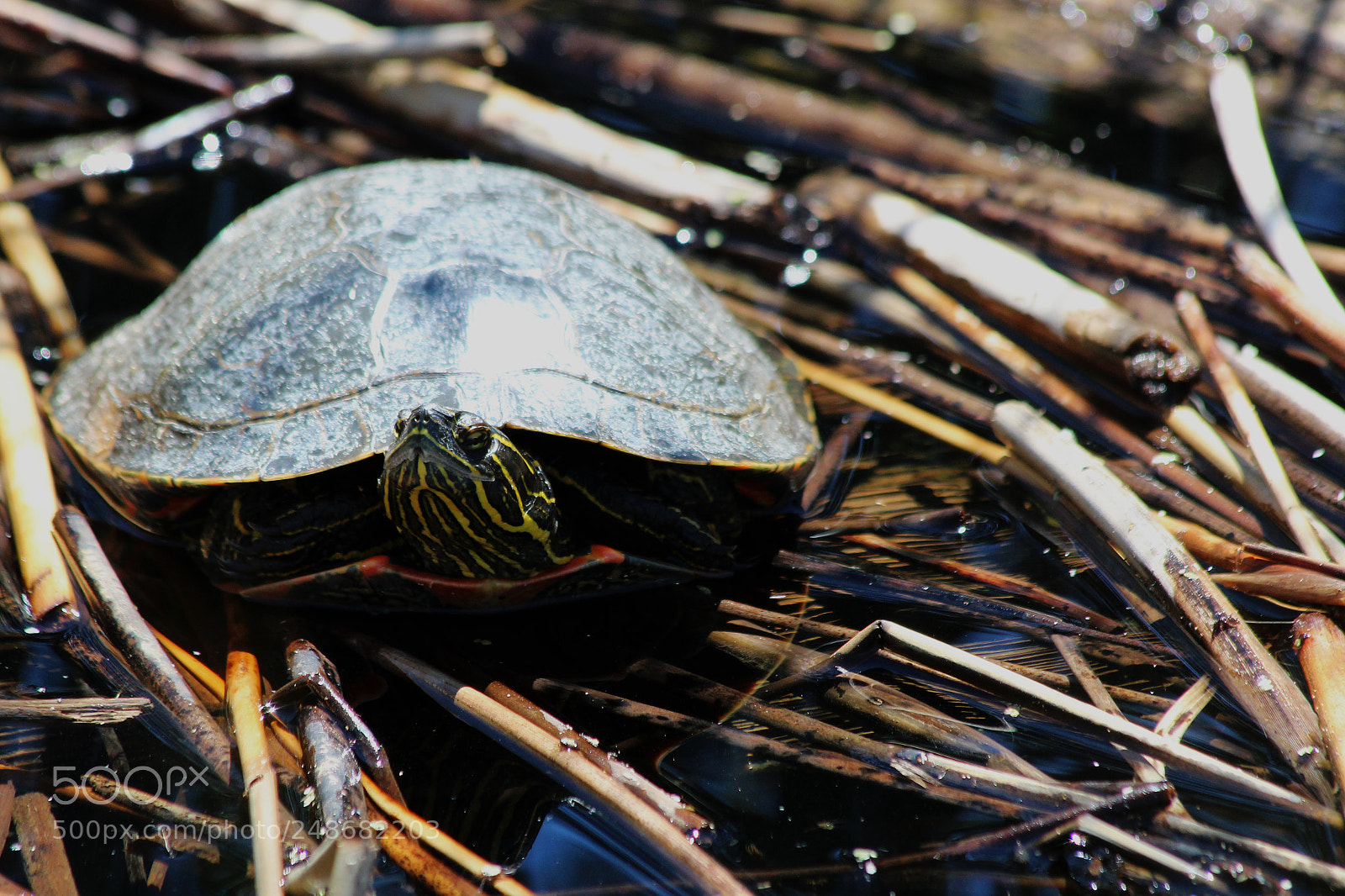 Canon EOS 1200D (EOS Rebel T5 / EOS Kiss X70 / EOS Hi) sample photo. Western painted turtle photography