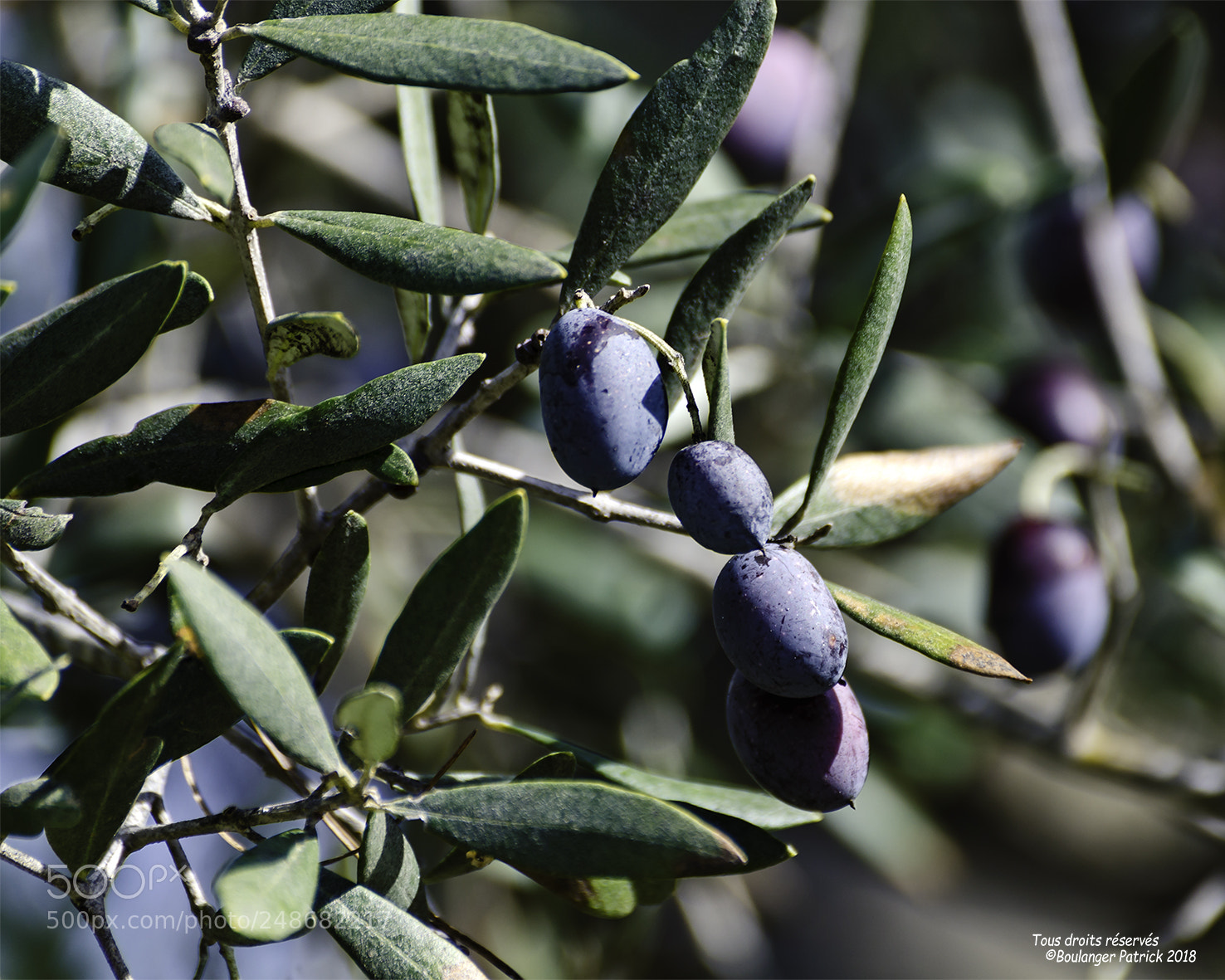 Nikon D7000 sample photo. Olives photography