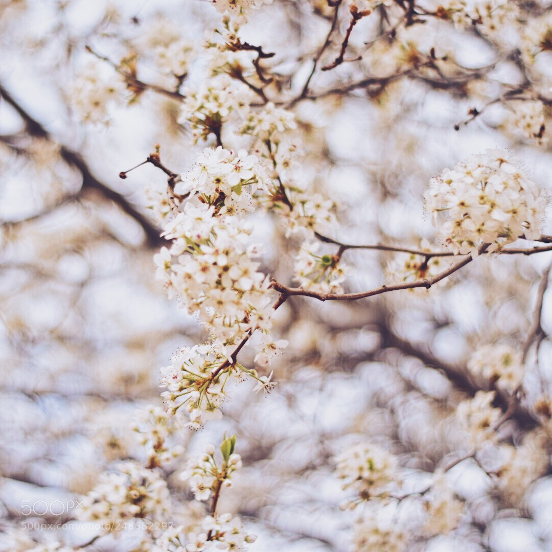 Nikon D5500 sample photo. Spring is coming. pt 2 photography
