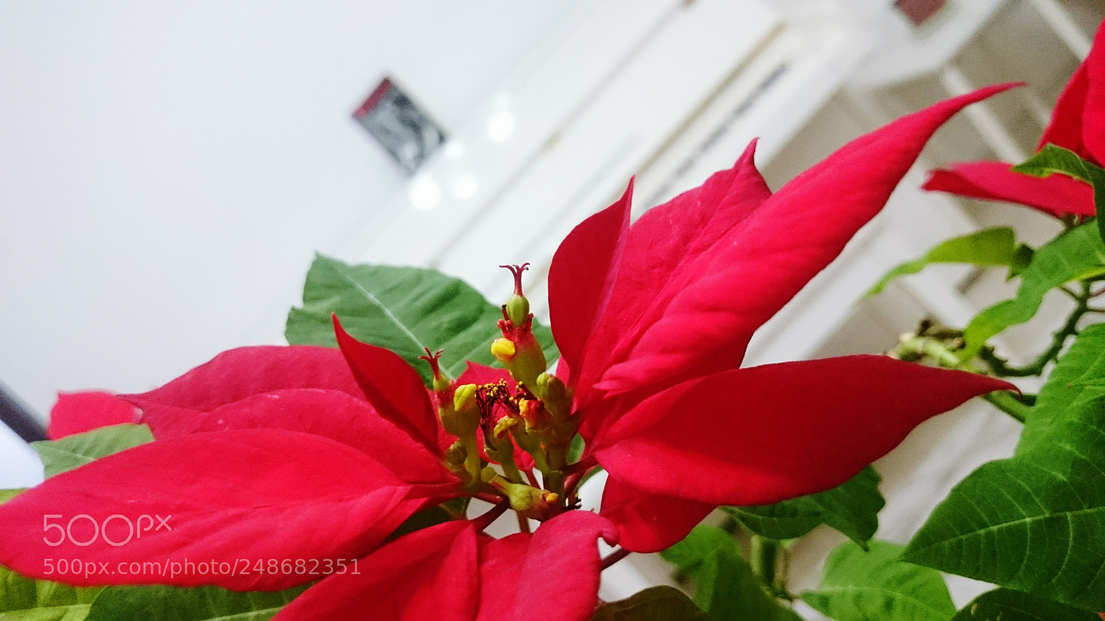 Sony Xperia Z2 sample photo. Piano flower photography