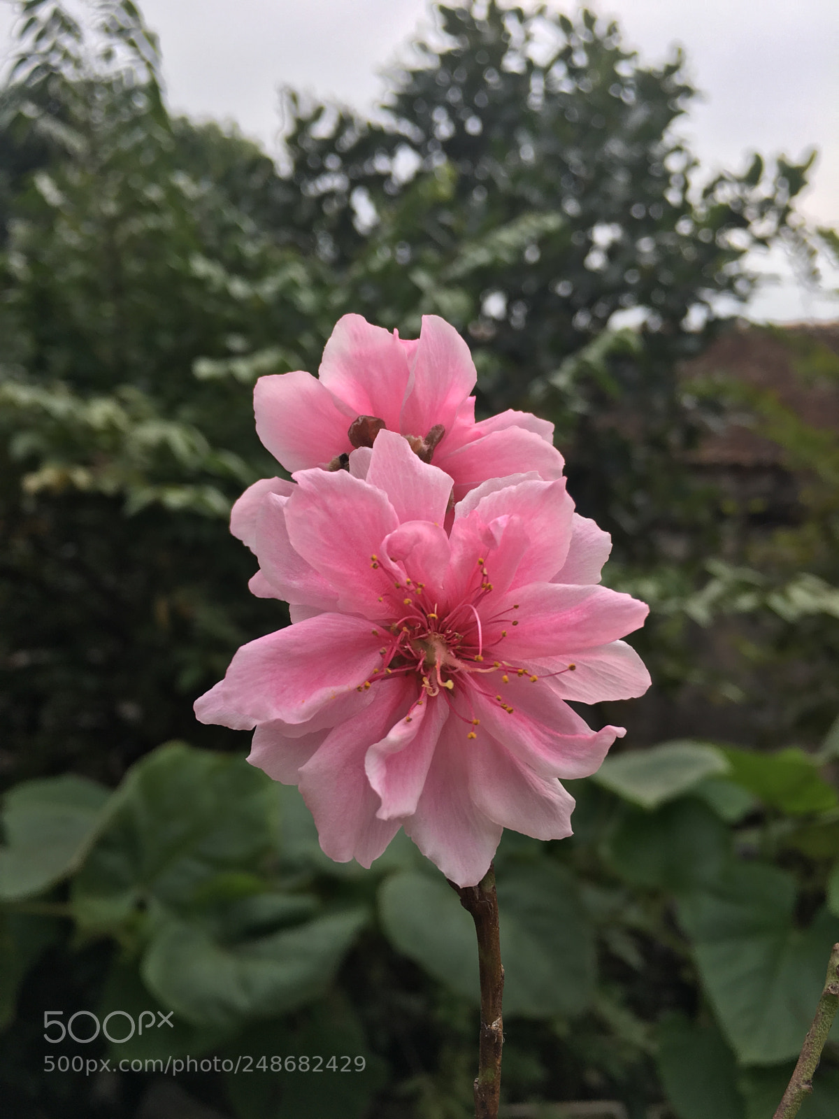 Apple iPhone 6s Plus sample photo. Untitled photography