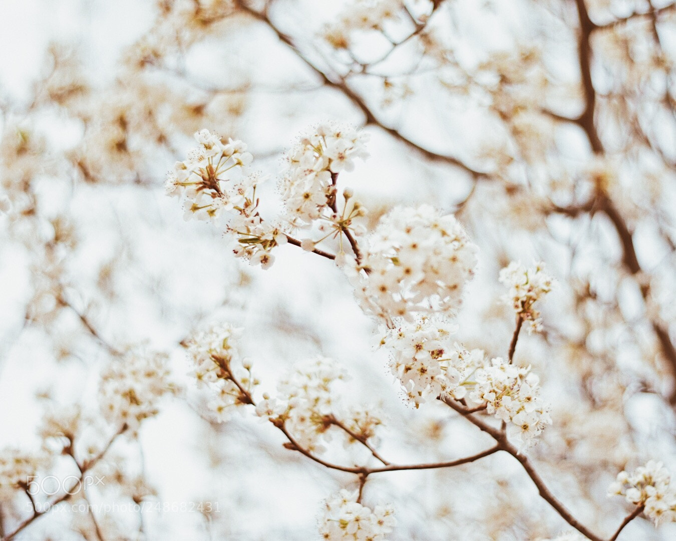 Nikon D5500 sample photo. Spring is coming pt. 3 photography