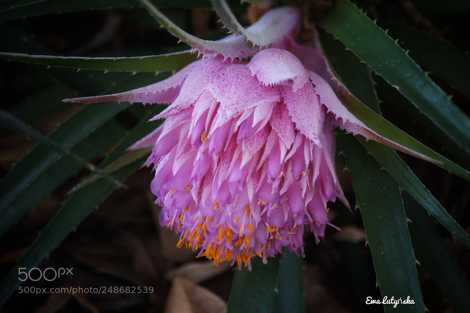 Sony a6000 sample photo. Aechmea fasciata  photography