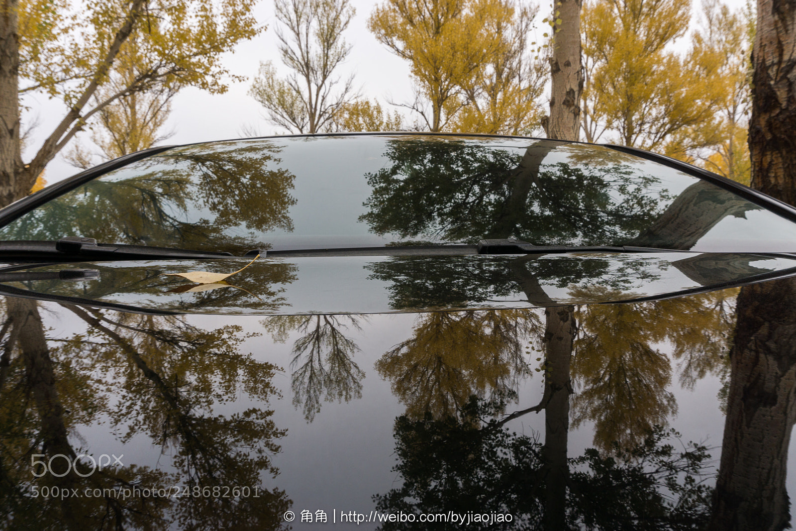 Sony a6000 sample photo. 树与影 photography