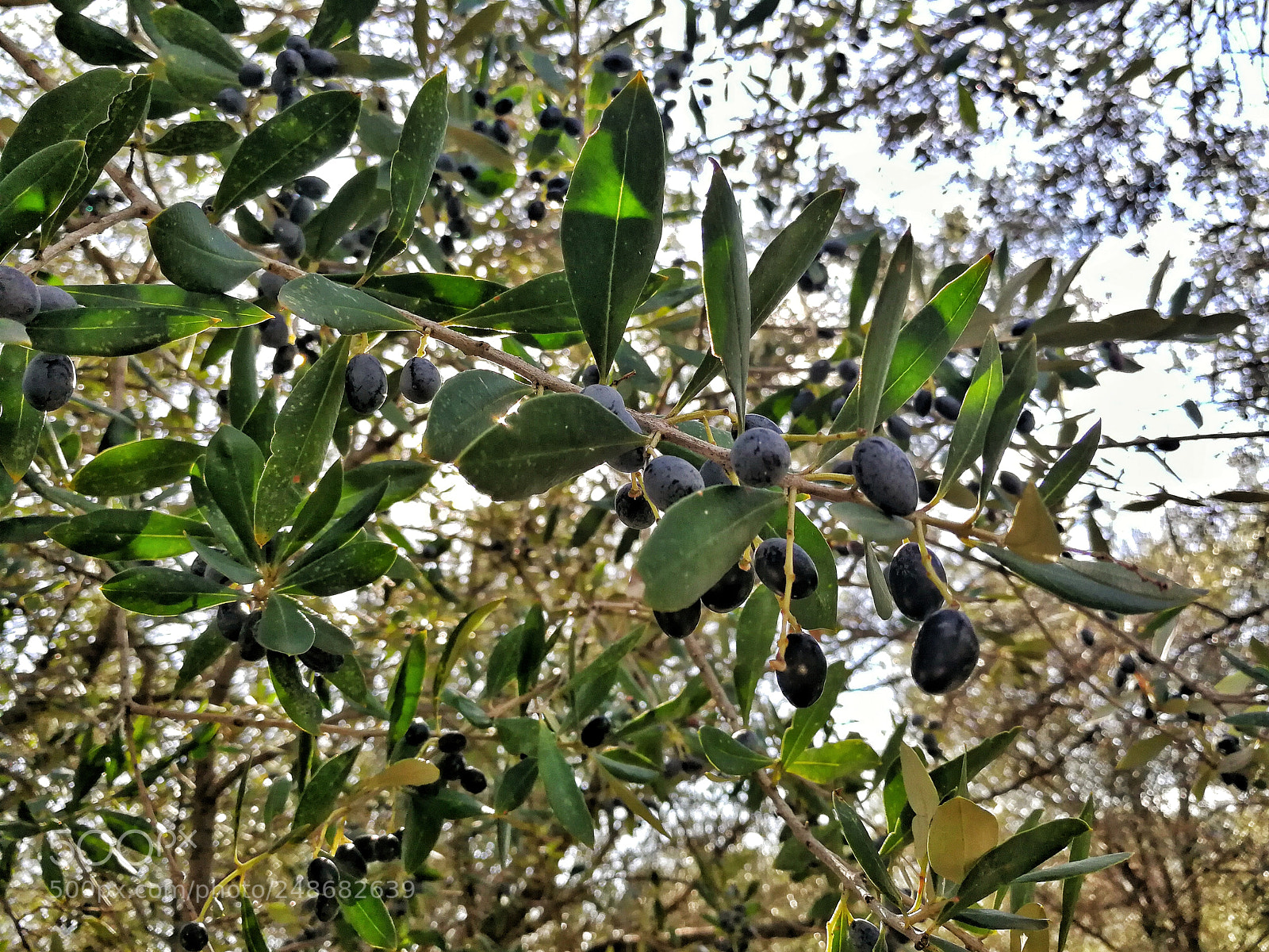 HUAWEI P10 sample photo. Olive tree photography