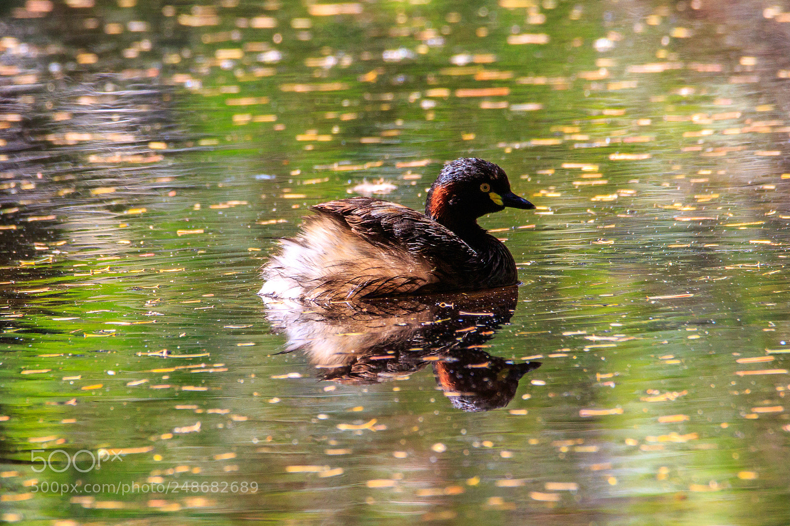 Canon EOS 7D Mark II sample photo. Australia - perth -australasian photography