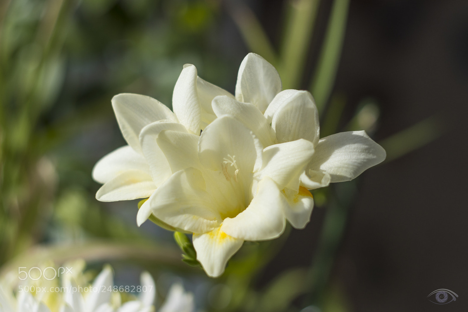Canon EOS 80D sample photo. Фризия photography