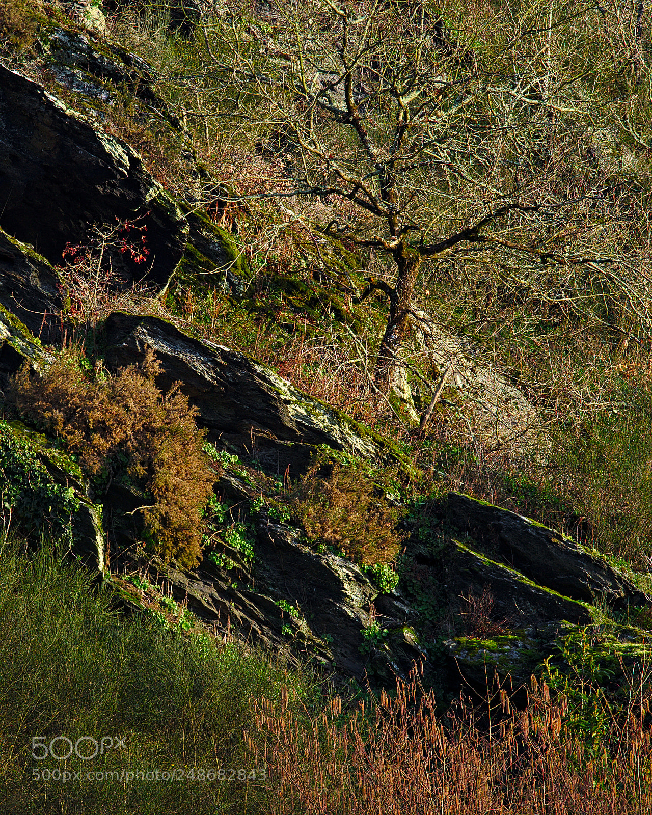 Nikon D90 sample photo. Hidden tree photography