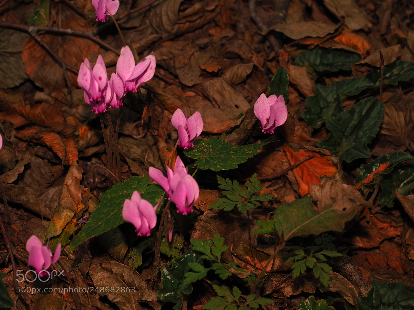 Olympus OM-D E-M1 Mark II sample photo. Faggeta di soriano 17pa010095 photography