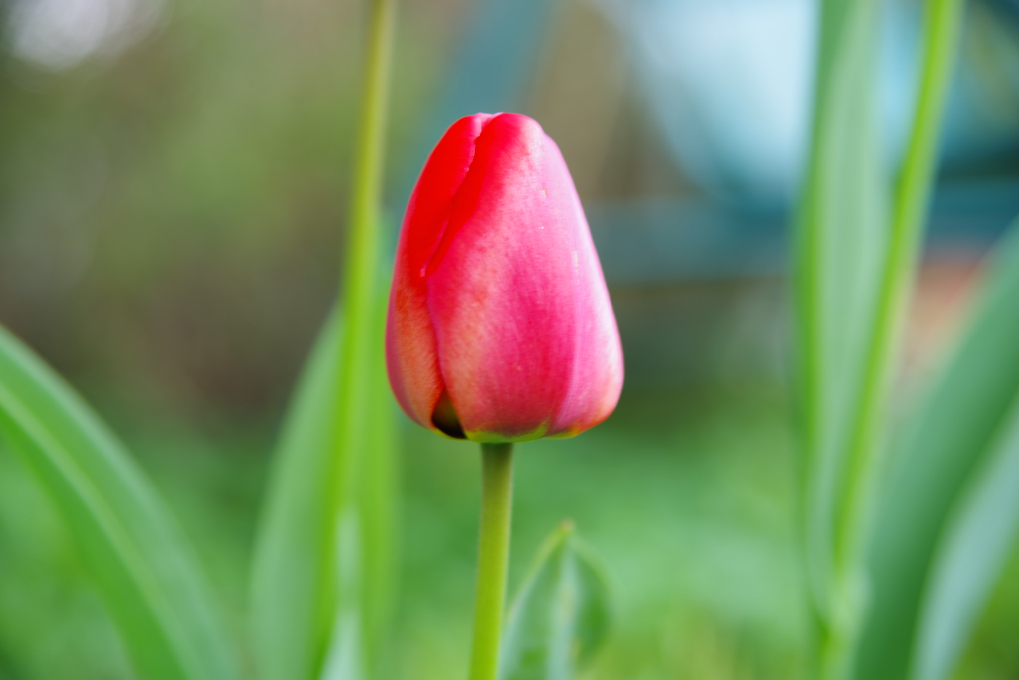 Pentax K-1 sample photo. Tulip photography