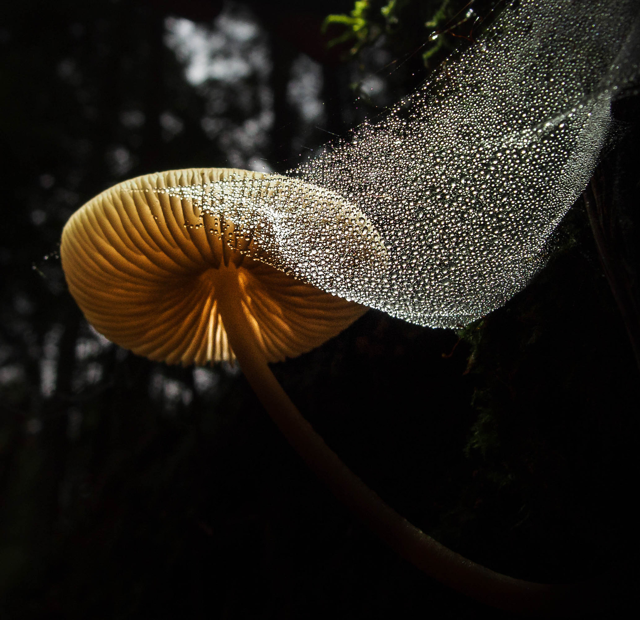 Olympus XZ-2 iHS sample photo. Dewdrop veil photography