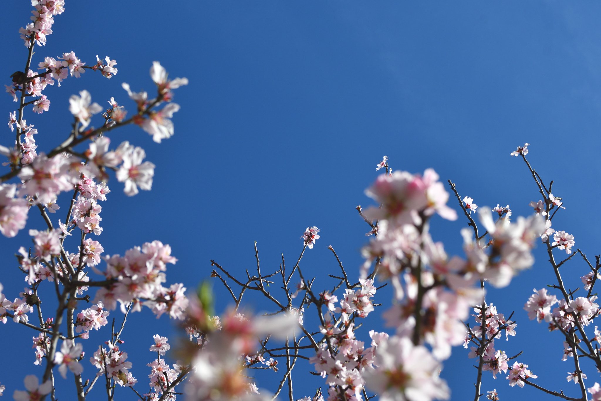 Nikon D500 + Nikon AF-S DX Nikkor 35mm F1.8G sample photo. Blooming sky photography