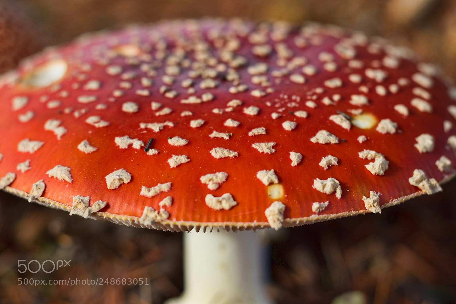 Canon EOS 1200D (EOS Rebel T5 / EOS Kiss X70 / EOS Hi) sample photo. Flying saucer (amanita muscaria) photography