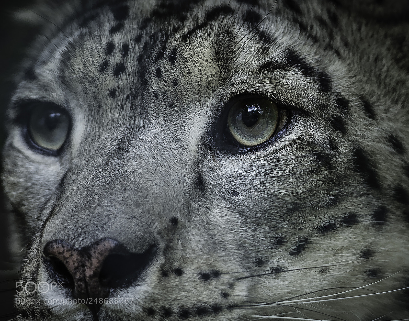 Nikon D2X sample photo. The eyes of the photography
