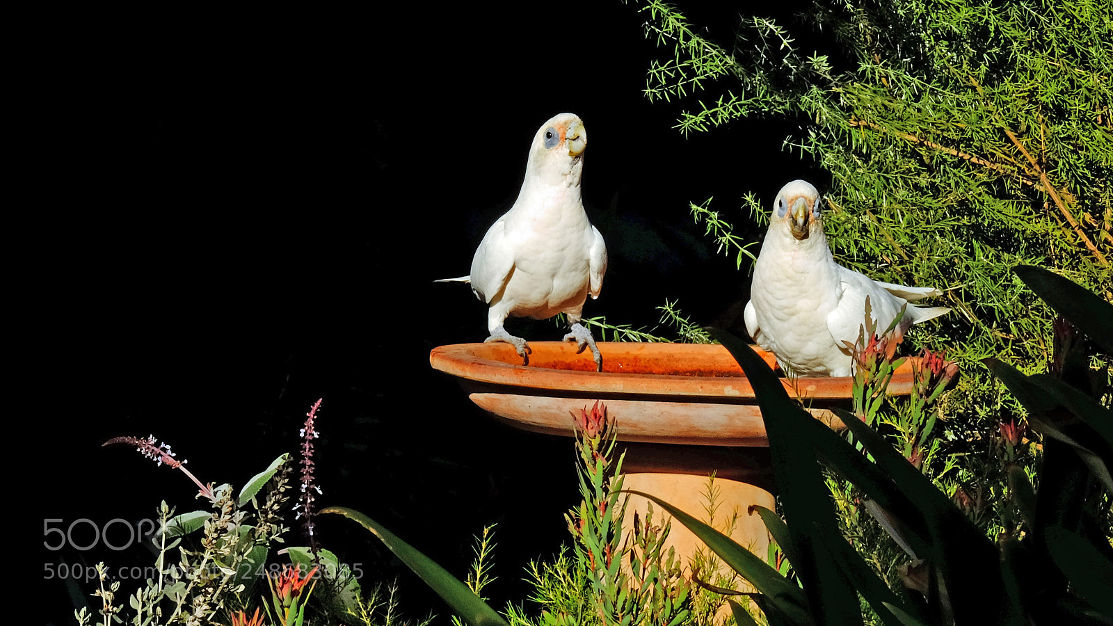 Fujifilm X-T1 sample photo. Front yard birds #2 photography