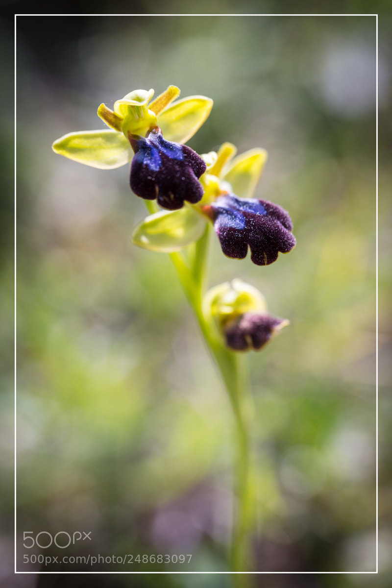 Canon EOS 5DS R sample photo. Ophrys eleonarae photography