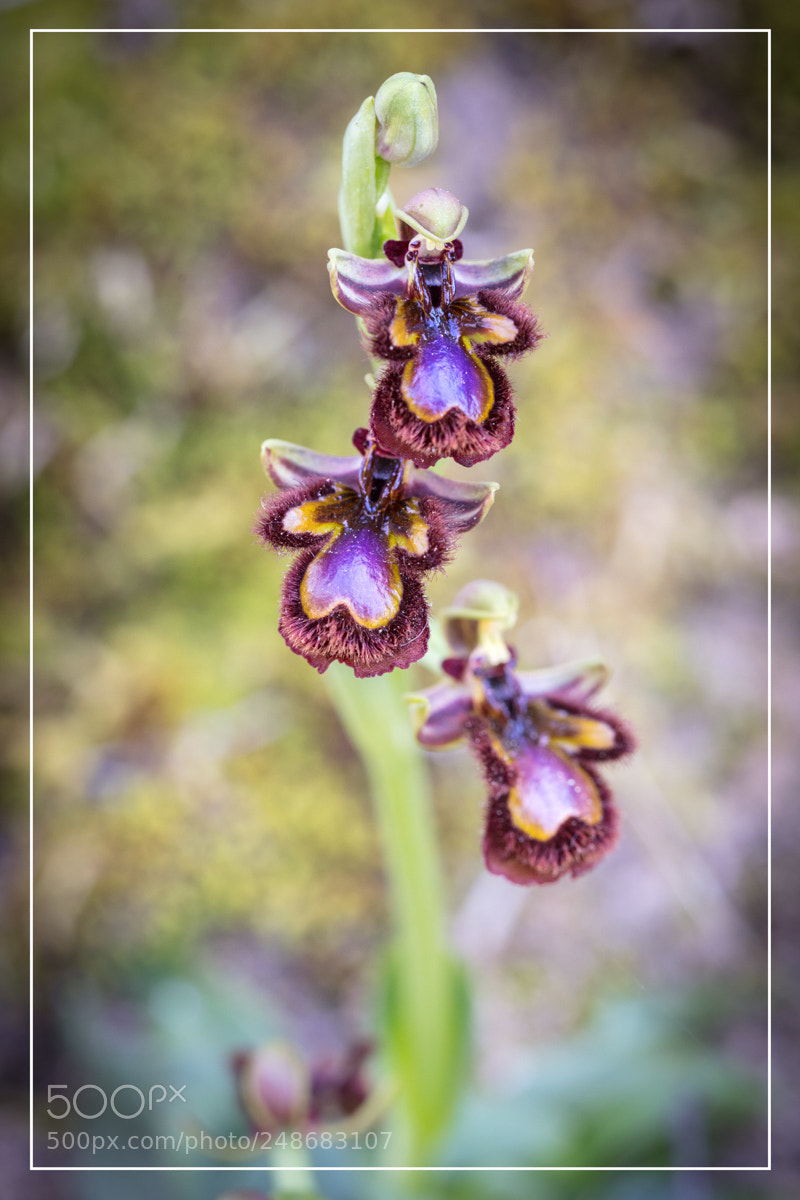 Canon EOS 5DS R sample photo. Ophrys speculum photography