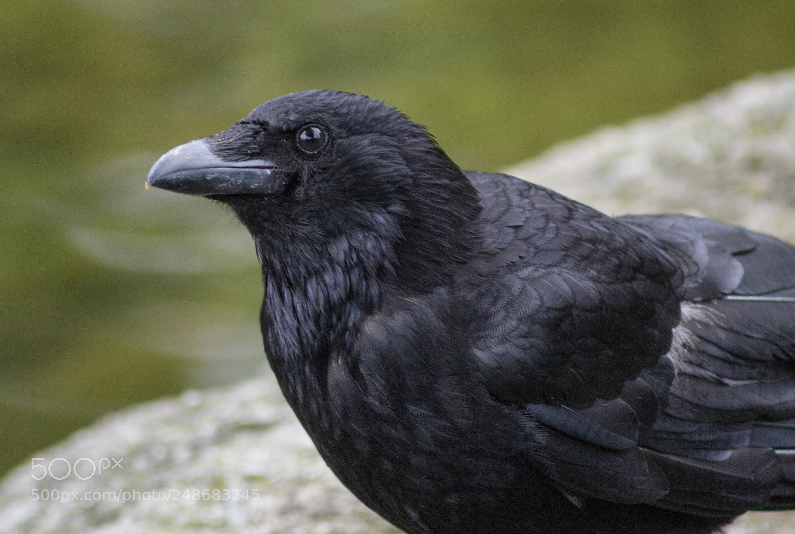 Nikon D3100 sample photo. Raven in the city photography