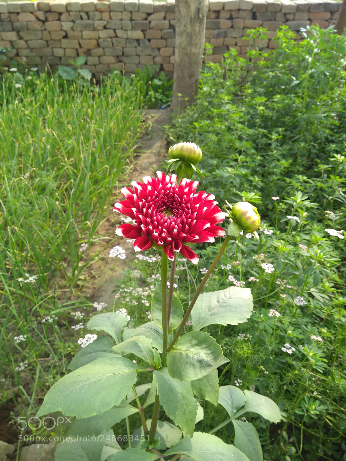 Motorola Moto G (5S) Plus sample photo. Untitled photography